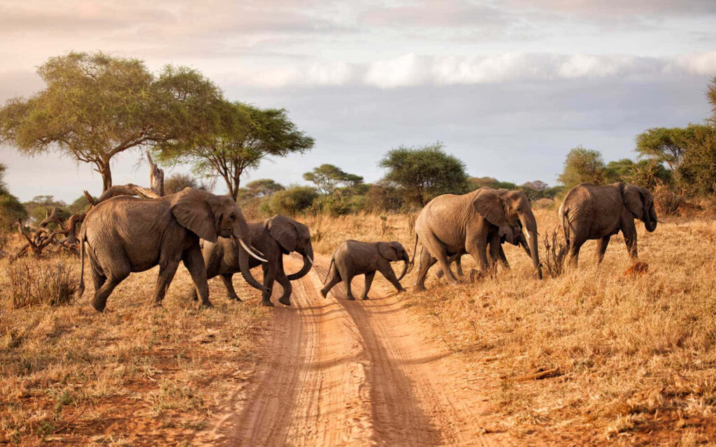 Majestic African Elephants Walking in Savanna - Wildlife Wallpaper