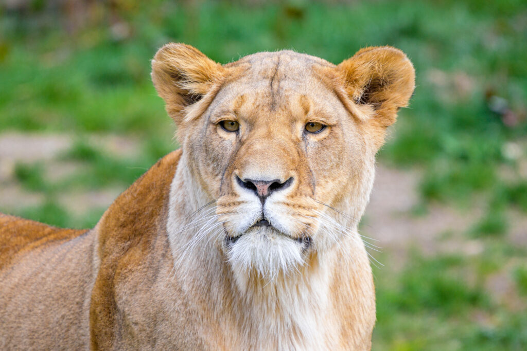 Serene African Lion Wallpaper in Lush Green Foliage Background