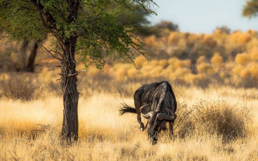 Serene African Nature Wallpaper: Antelope in Golden Grassland