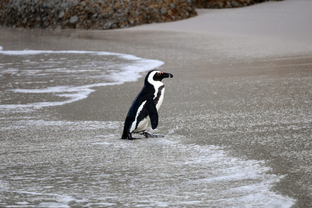 Serene African Penguin at Water's Edge - Tranquil Wildlife Wallpaper