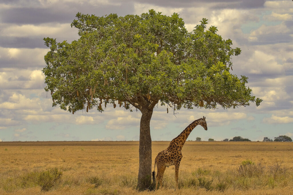 Serene African Savannah Wallpaper with Majestic Giraffe Under Tree