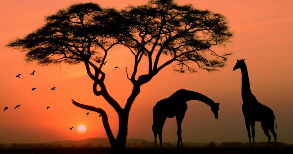 Serene African Sunset Wallpaper: Giraffes & Acacia Tree Silhouettes