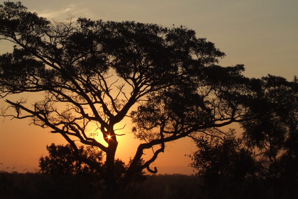 African sunset wallpaper with tree silhouettes against warm golden to deep orange sky background