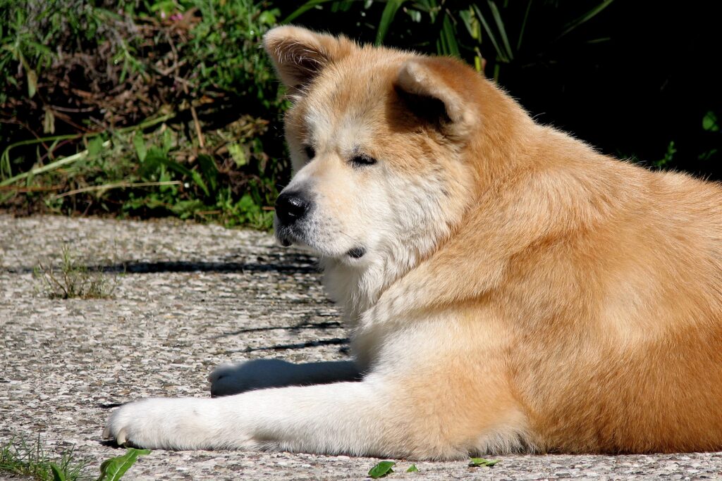 Calm Akita Inu Resting on Stone Path - Serene Nature Wallpaper
