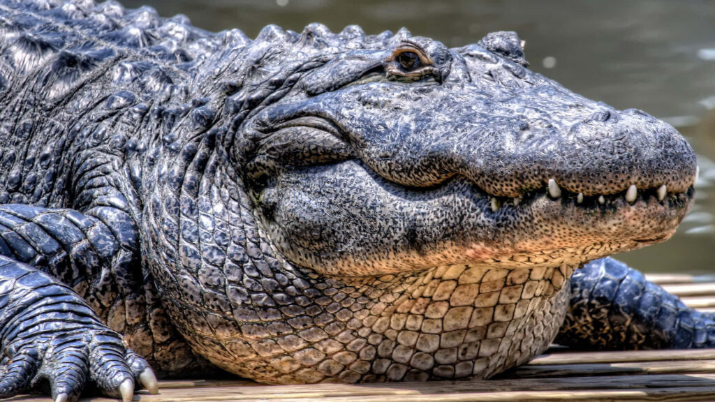 Close-Up of Rugged Alligator in Serene Mangrove Habitat Wallpaper