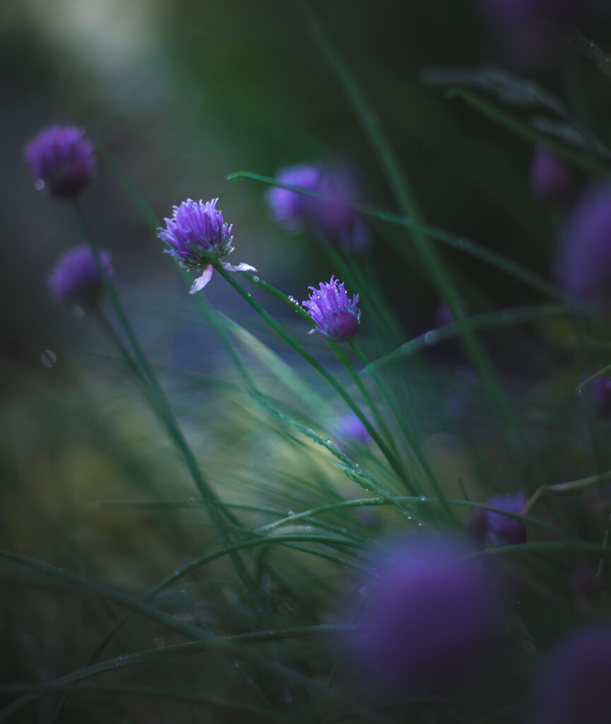 Serene Allium Ledebourianum Wallpaper with Dewdrops & Blurred Background