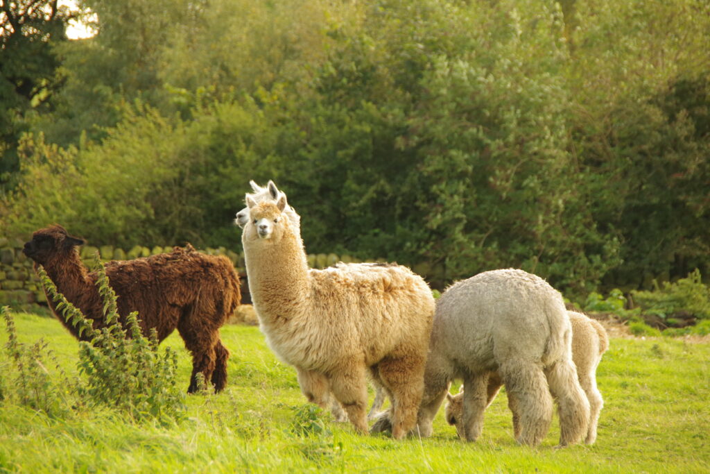 Alpacas Grazing in a Lush Green Meadow - Serene Pastoral Wallpaper
