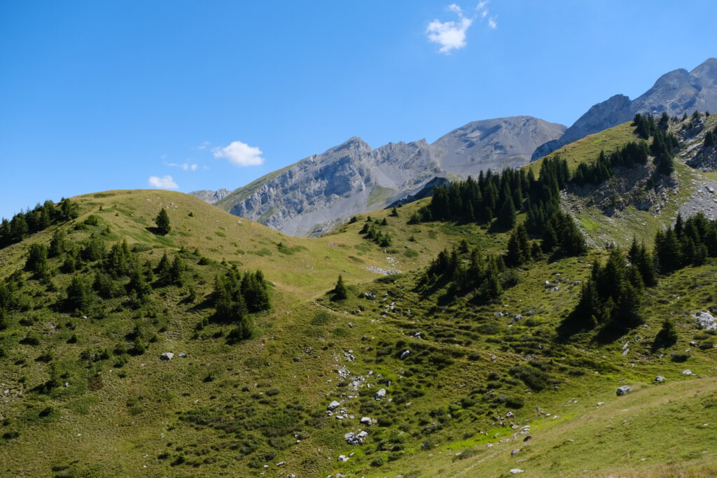 Alpine landscape with grassy slopes stones evergreen trees and rugged mountain peaks under blue sky Wallpaper
