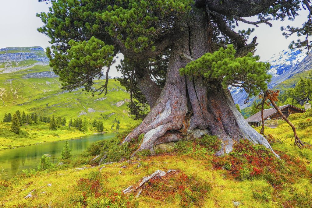 Ancient pine tree by tranquil Alpine lake with green slopes and rustic wooden cabin wallpaper background