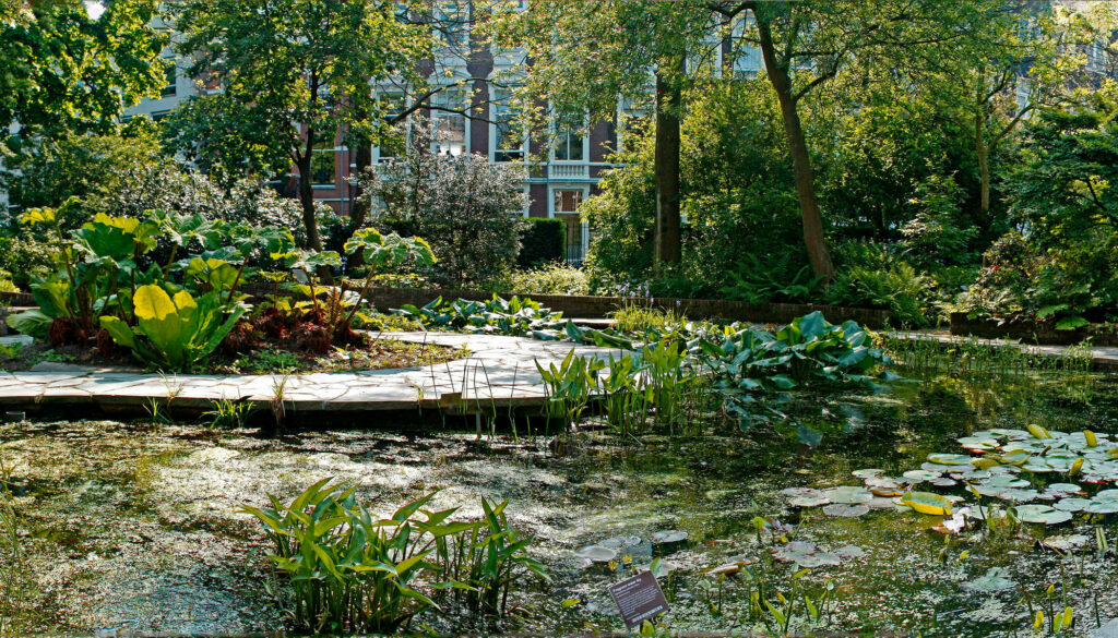 Serene Amsterdam Hortus Botanicus Wallpaper: Lush Garden Beauty