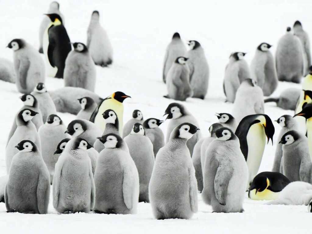 Serene Antarctic Penguins on Snowy Plains - Calming Winter Wallpaper