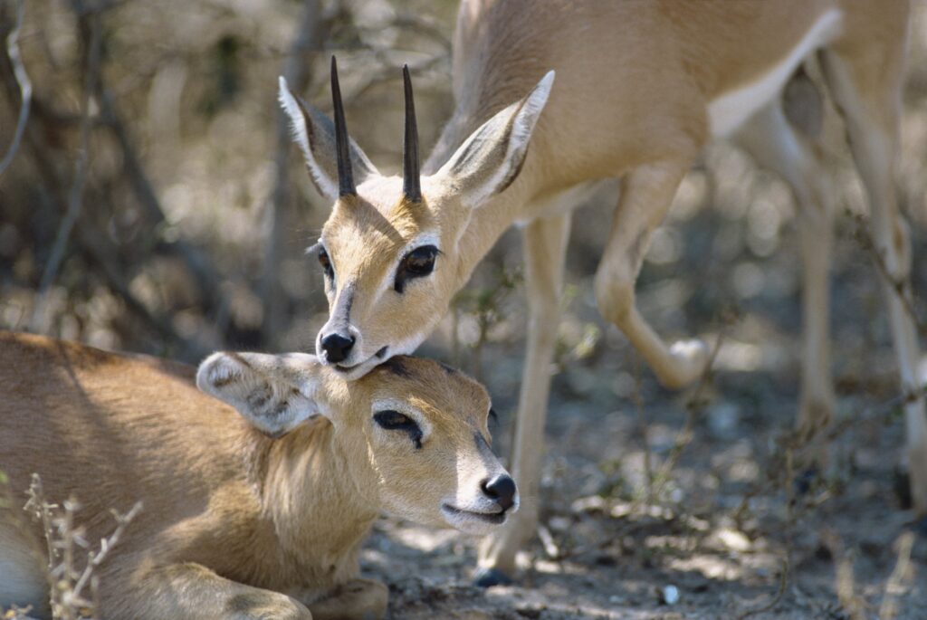 Serene Antelopes Nuzzling in Tranquil Savanna Wallpaper Background