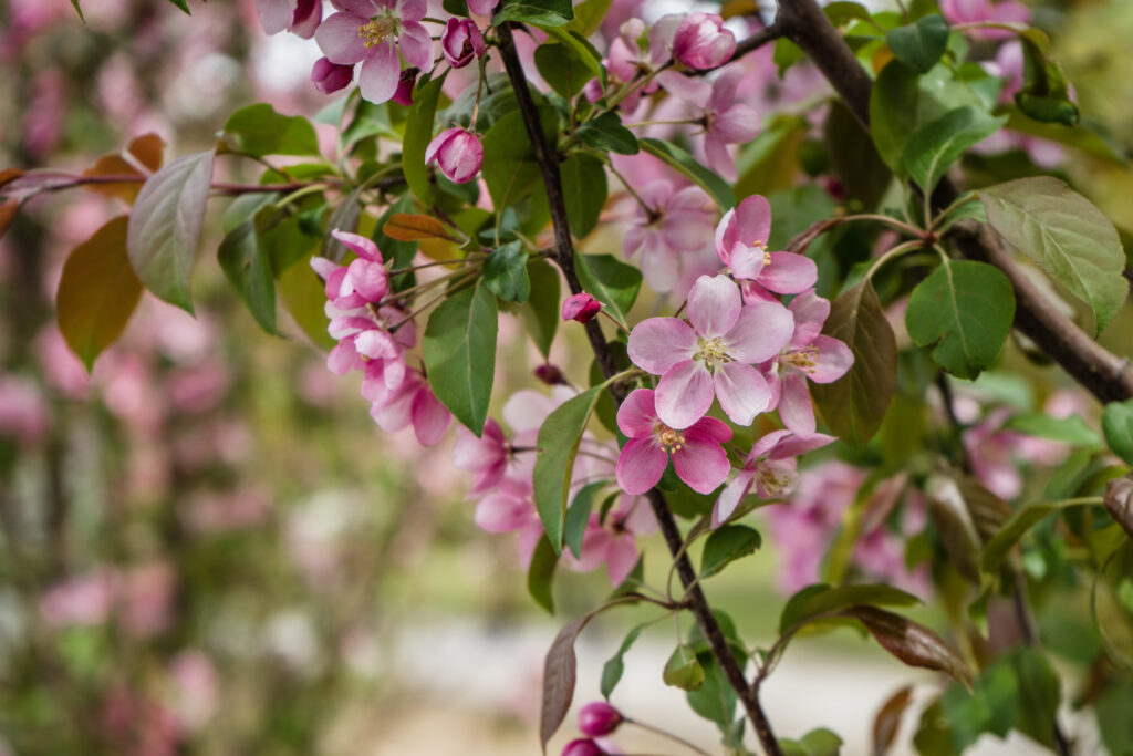 Close-Up of Flowering Apple Tree with Pink Blossoms & Green Leaves Wallpaper