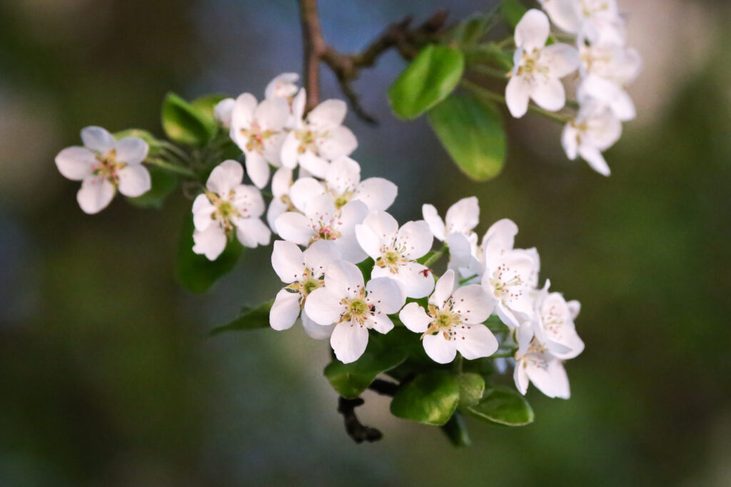 Delicate White Apple Blossom Wallpaper with Softly Blurred Background