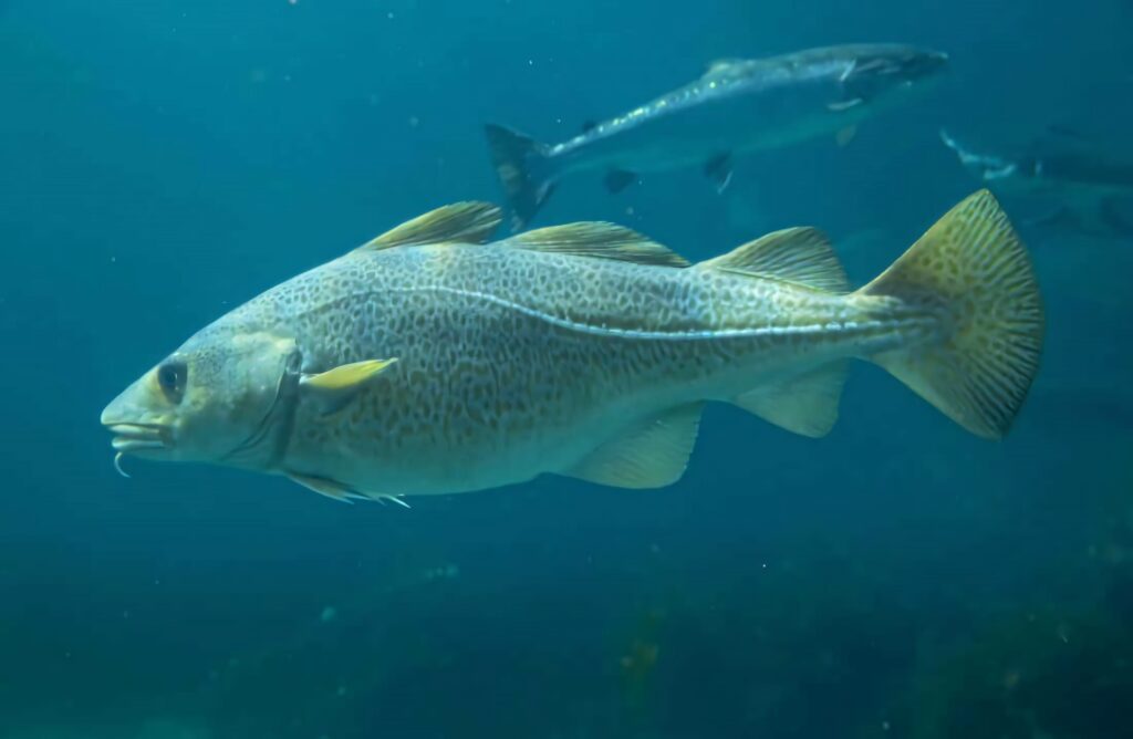 Arctic cod swimming gracefully underwater in cold ocean habitat serene marine wallpaper background