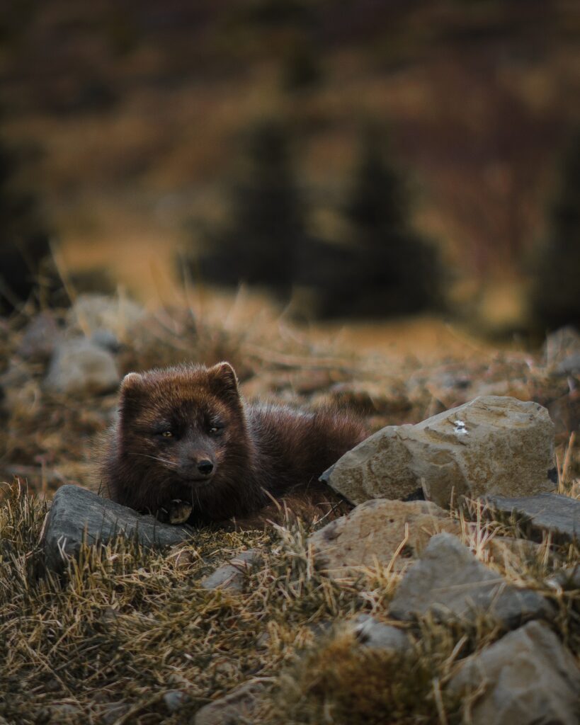 Serene Arctic Fox Wallpaper: Blending with Nature's Rocky Landscape