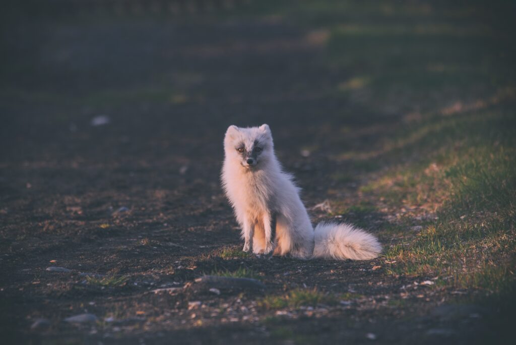 Serene Arctic Fox Wallpaper: Peaceful Nature Scene Background