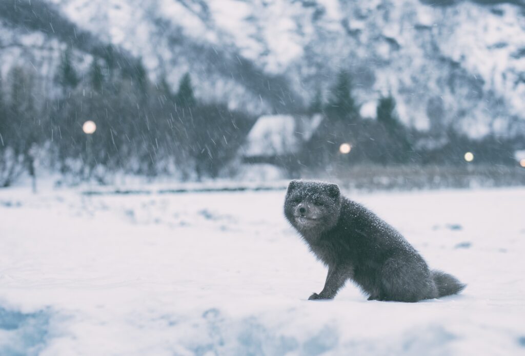 Serene Arctic Fox in Snowy Landscape Wallpaper - Winter Beauty