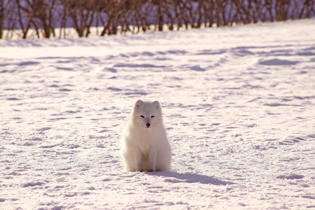 Serene Arctic Fox on Snowy Landscape - Tranquil Polar Wallpaper