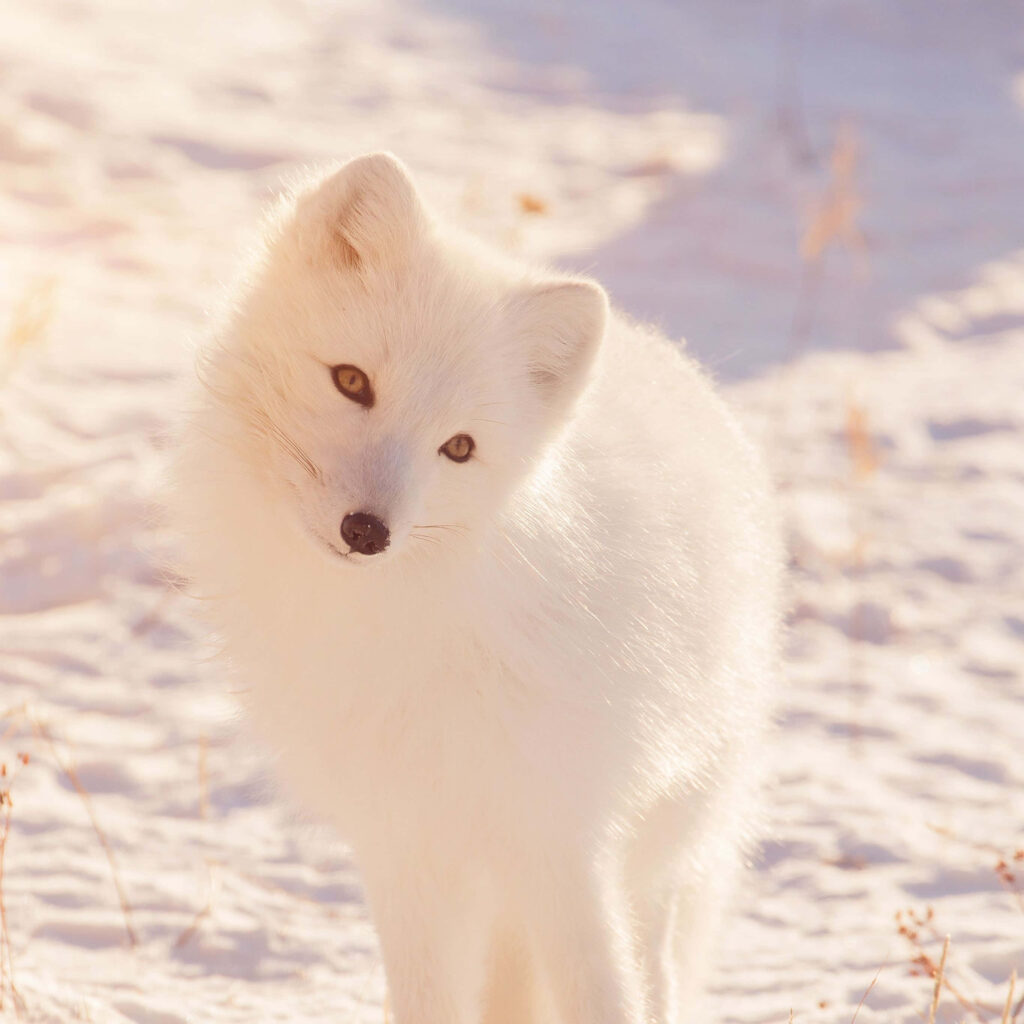Enchanting Arctic Fox Wallpaper: Serene Winter Glow Background