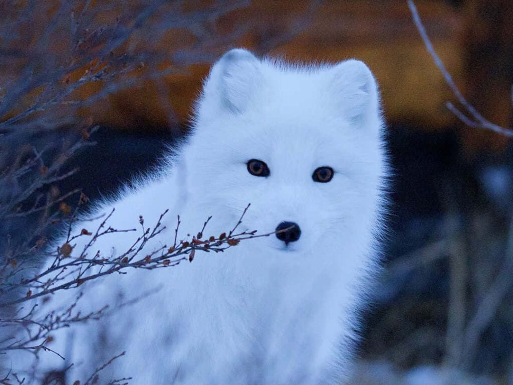 Serene Arctic Fox Winter Wallpaper - Peaceful Snowy Landscape