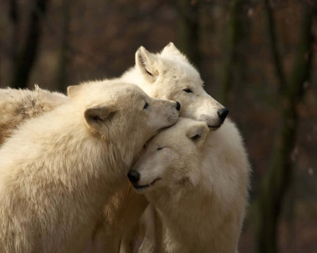 Serene Arctic Wolves Wallpaper - Unity in a Cozy Winter Landscape