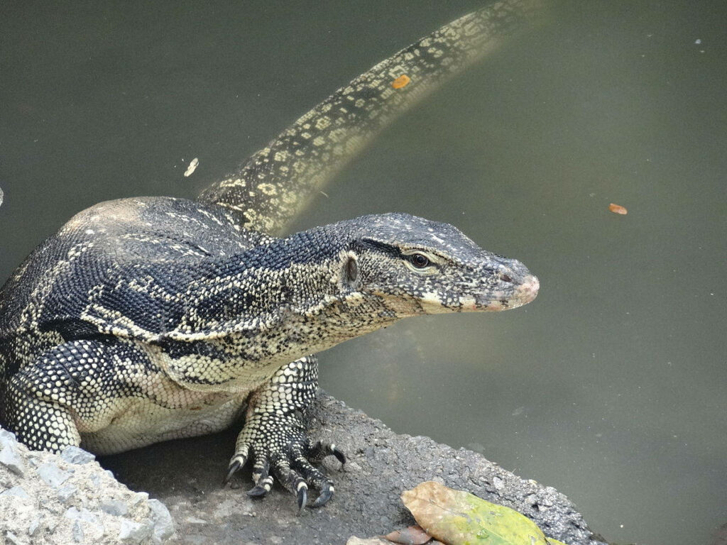 Asian Monitor Lizard Wallpaper: Serene Nature Scene by Water
