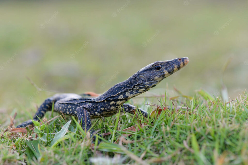 Serene Asian Water Monitor Lizard Resting in Lush Green Grass Wallpaper