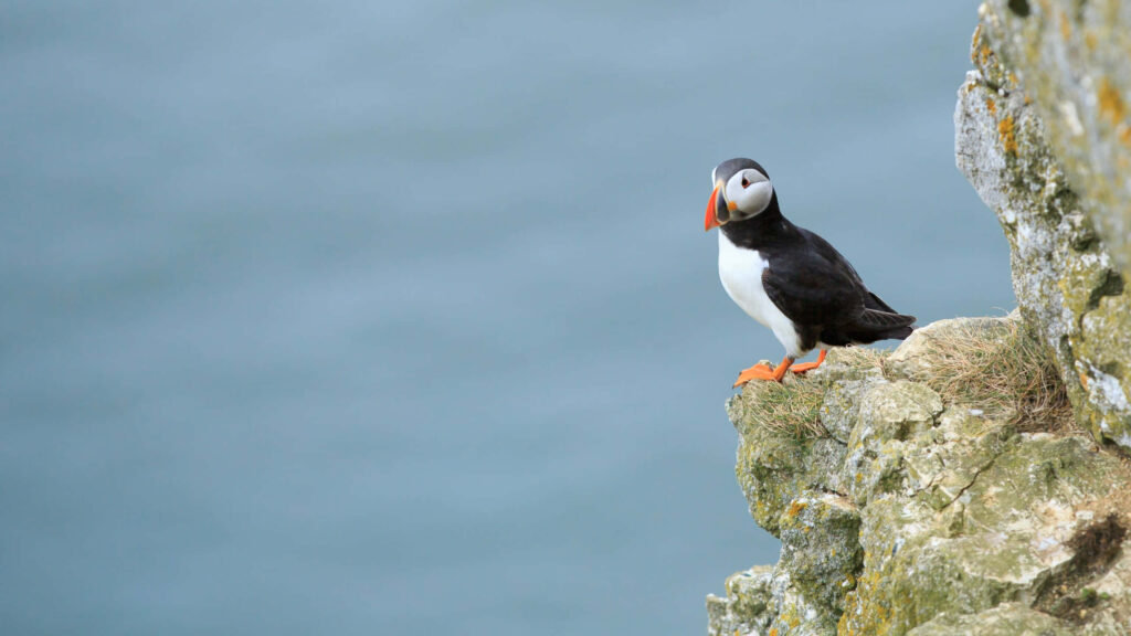 Atlantic Puffin on Rugged Cliff: Serene Blue Background Wallpaper
