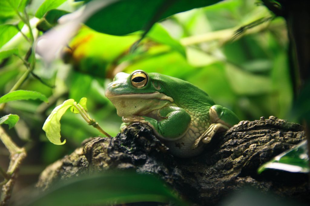 Australian Green Tree Frog resting on branch in soft natural light with forest background wallpaper