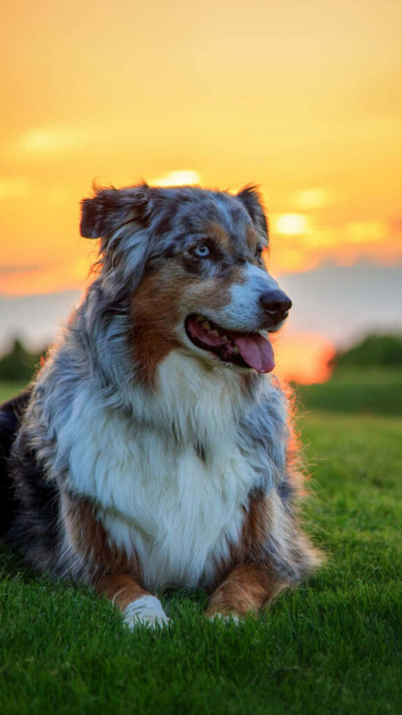 Australian Shepherd Resting on Lush Green Field at Sunset Wallpaper