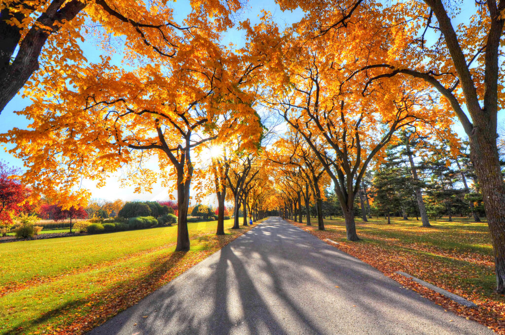 Serene autumn park alley with tall trees and vibrant golden orange foliage sunlight shadows Wallpaper