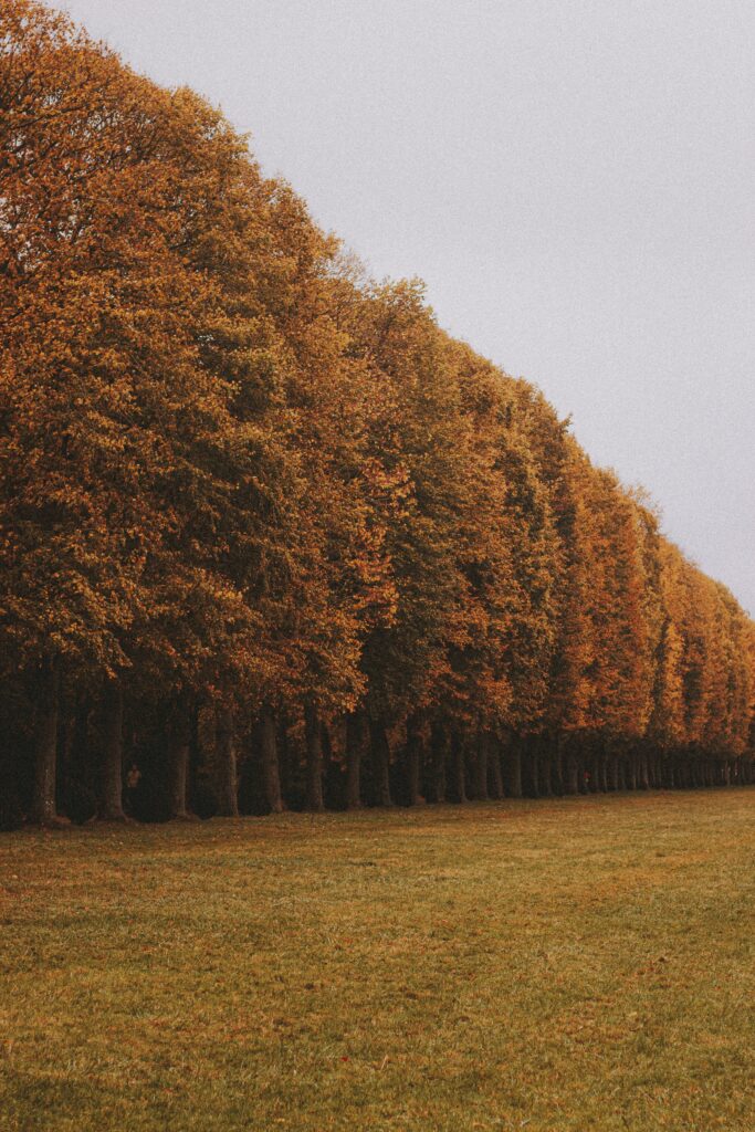 Autumn alley with golden orange trees and green lawn under soft overcast sky wallpaper background