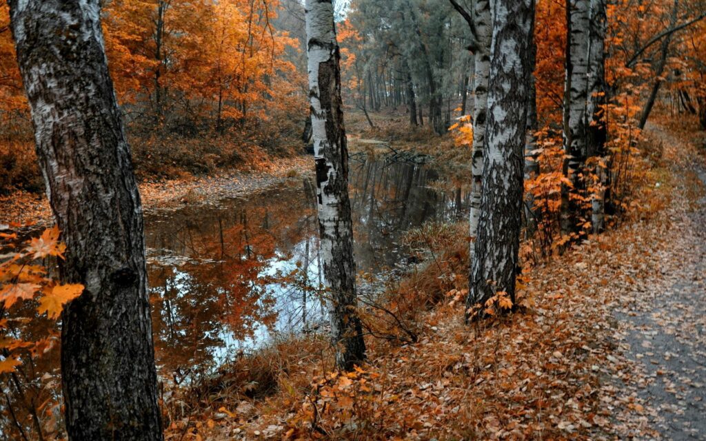 Serene autumn birch trees with white bark reflecting vibrant orange foliage on calm lake wallpaper