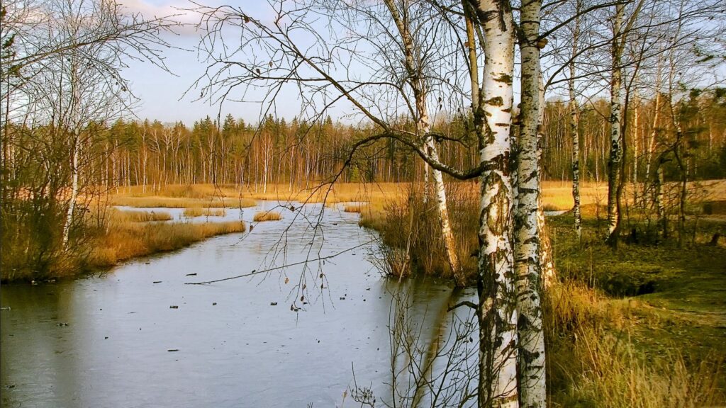 Autumn birch trees with white bark by a calm river and golden grasses in a peaceful forest Wallpaper
