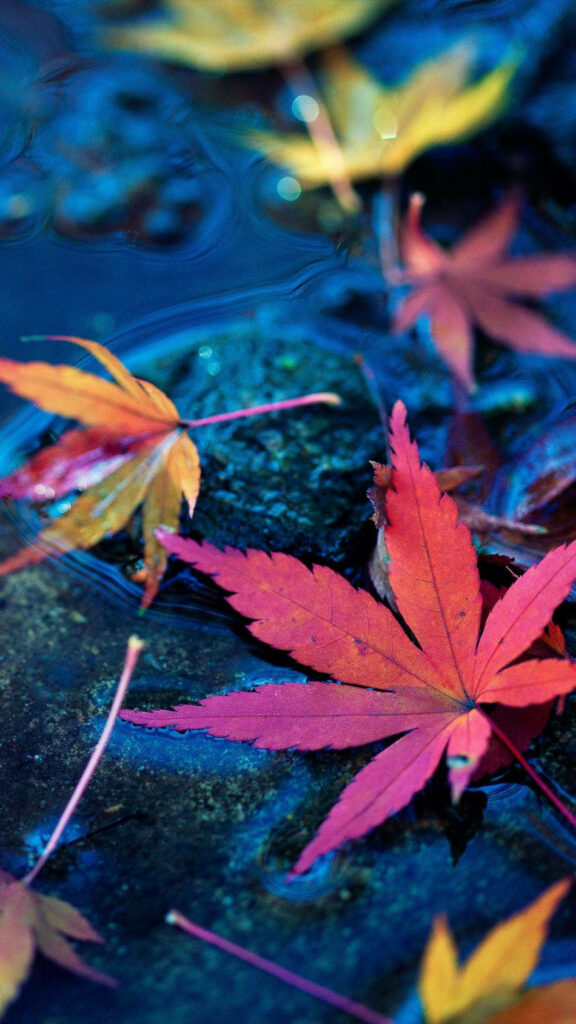 Vibrant Fall Foliage Reflected in Crystal Clear Water - Majestic 4K Ultra HD Mobile Wallpaper