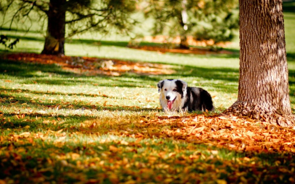 Autumn Bliss: Playful Dog Behind Tree - 1920x1200 Wallpaper