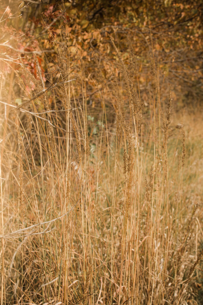 Serene autumn field with dry grass and wild plants bathed in warm natural sunlight wallpaper