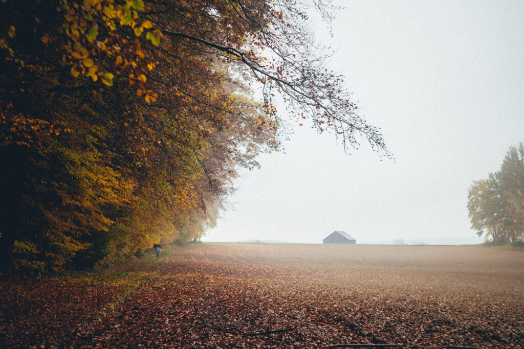 Autumn field with golden trees and foggy background blanketed by fallen leaves serene fall wallpaper