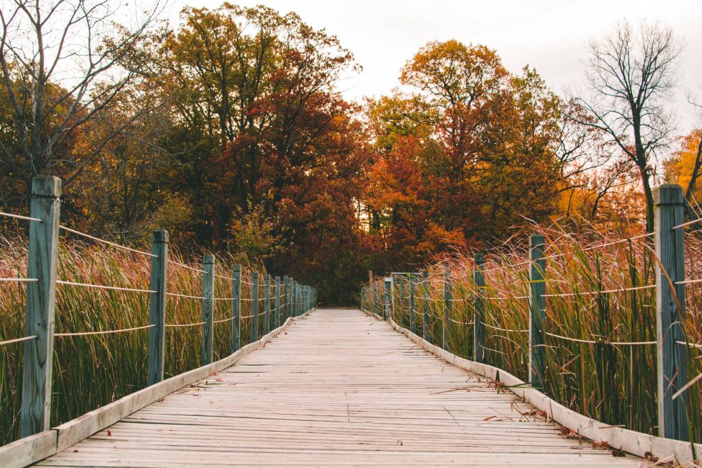 Autumn boardwalk through vibrant forest with marsh reeds peaceful outdoor nature wallpaper