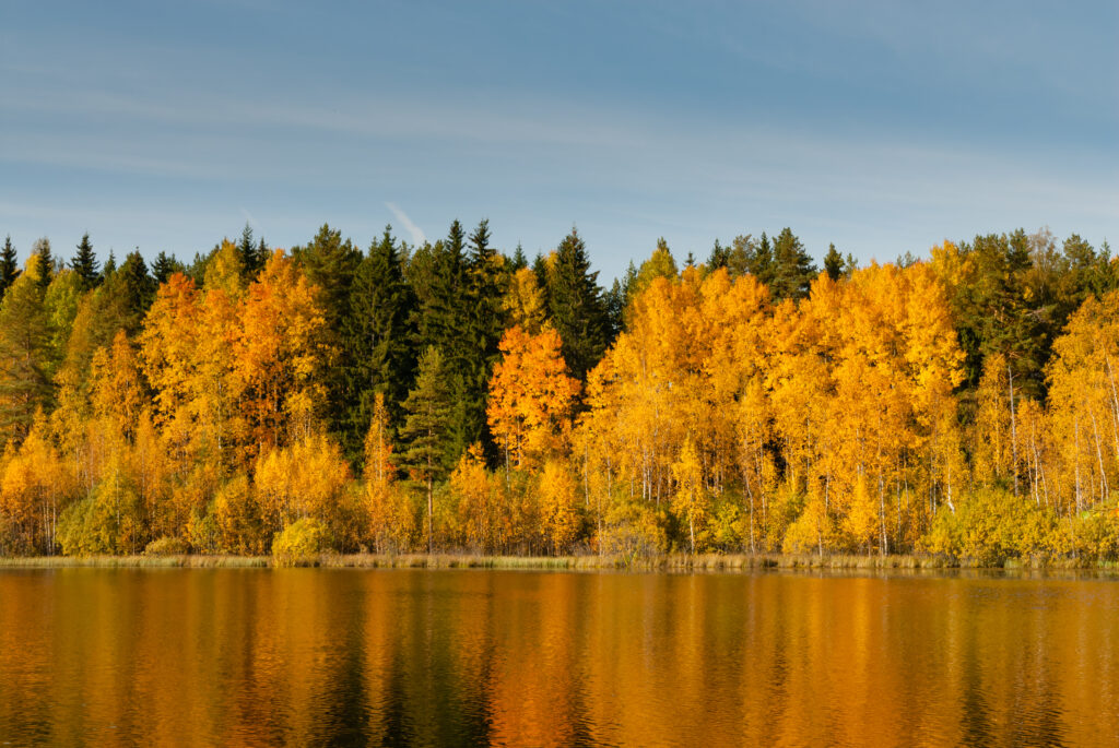 Serene autumn forest with golden orange trees reflecting on a tranquil lake under blue sky wallpaper