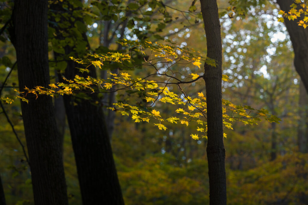 Sunlight through autumn forest highlights golden maple leaves in a serene fall wallpaper background