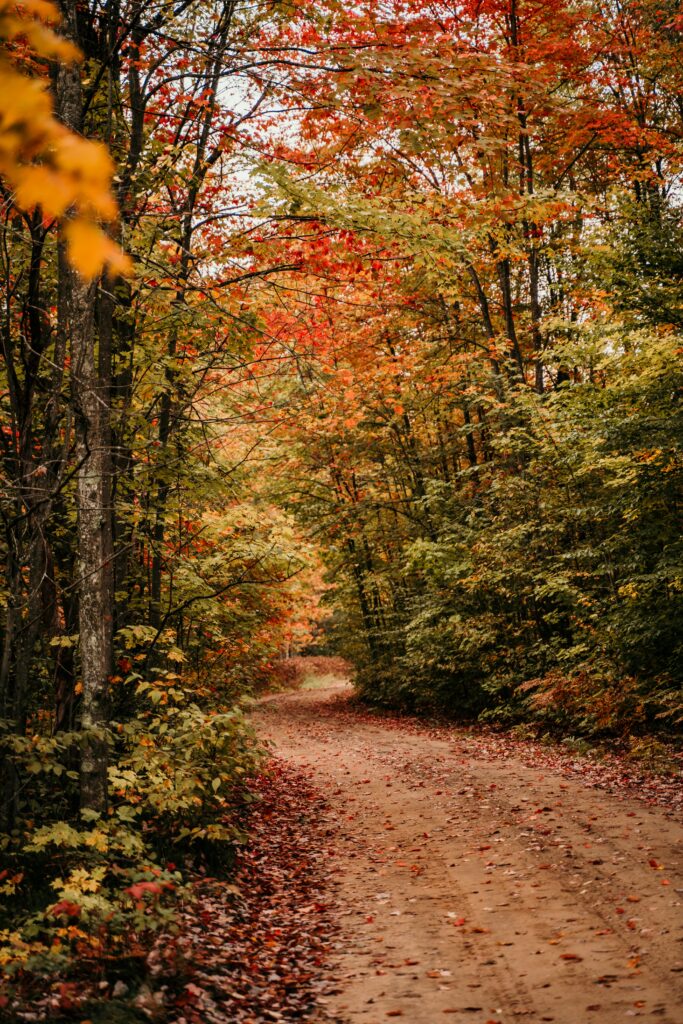Serene autumn forest path with vibrant red orange and gold trees perfect for nature walk Wallpaper
