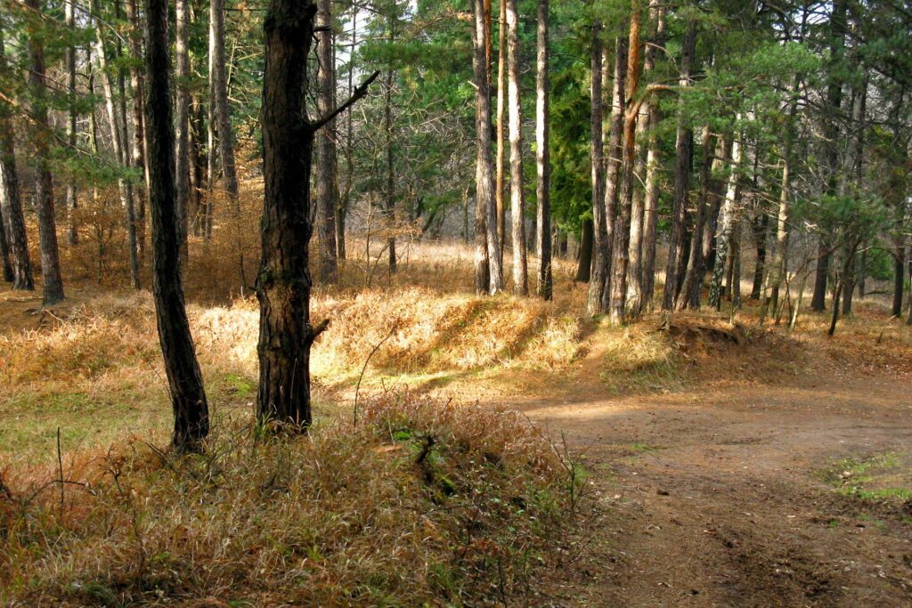 Serene forest with tall wood trees sunlit dirt path autumn grass warm golden tones wallpaper