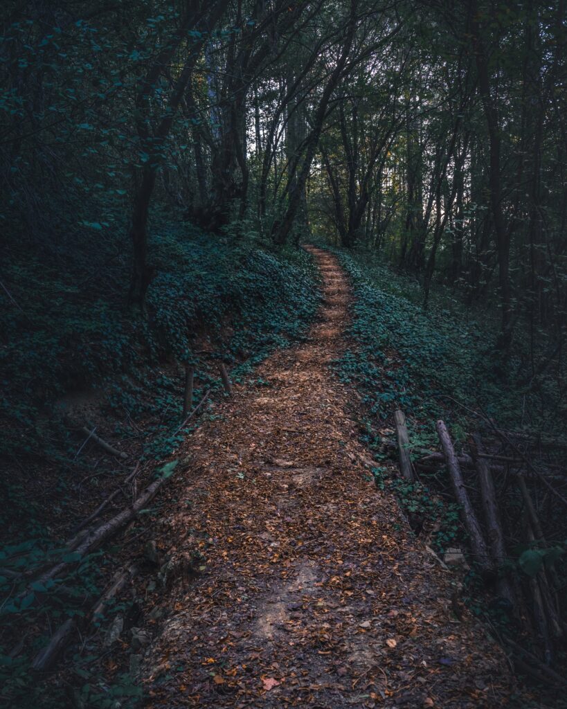 Serene forest wallpaper with winding autumn leaf path and tall green trees creating calm woods