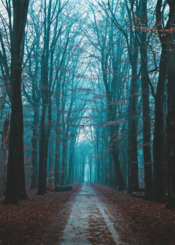 Serene forest path with fog and autumn leaves in rich orange and brown tones nature wallpaper