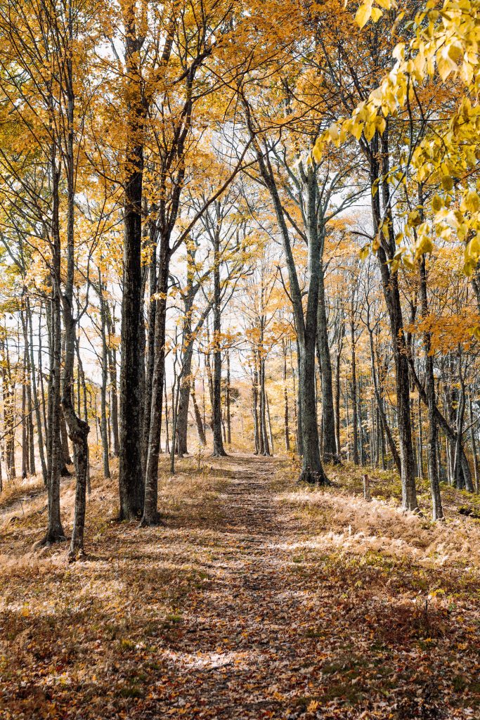 Autumn forest path with golden leaves sunlight filtering through tall slender trees wallpaper