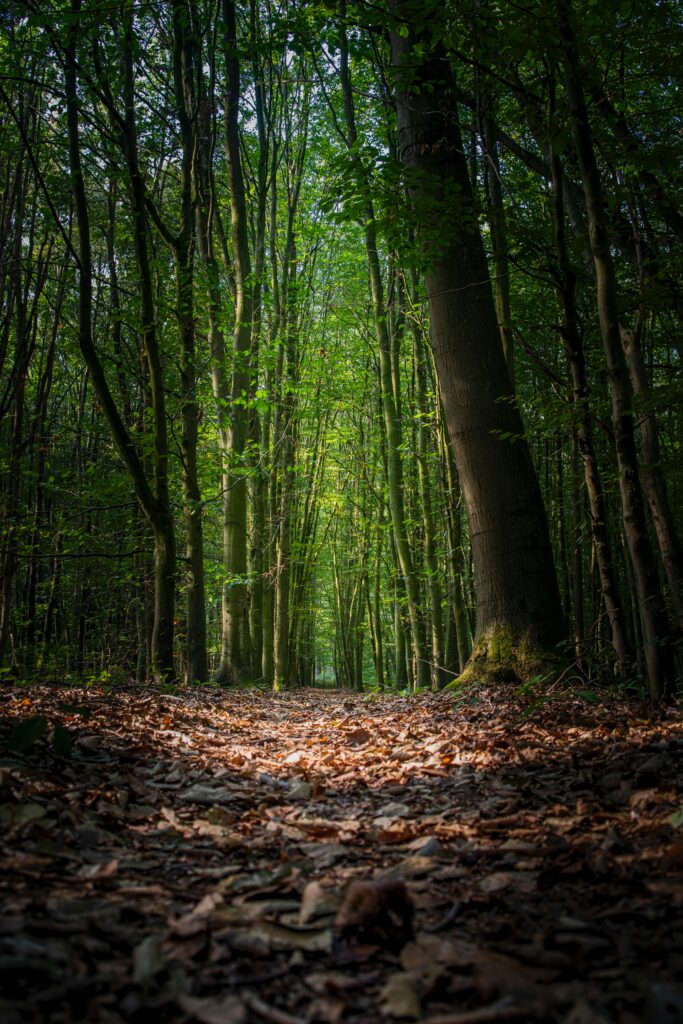 Serene forest wallpaper with tall trees dense foliage winding autumn leaf path dappled sunlight