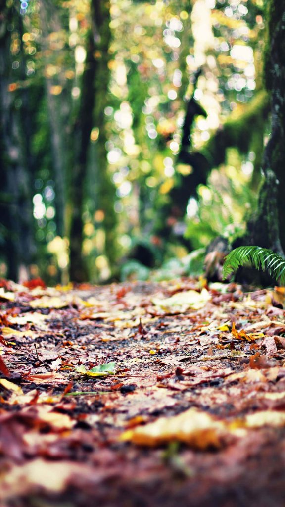 Autumn forest path with vibrant leaves and dappled sunlight creating serene nature wallpaper