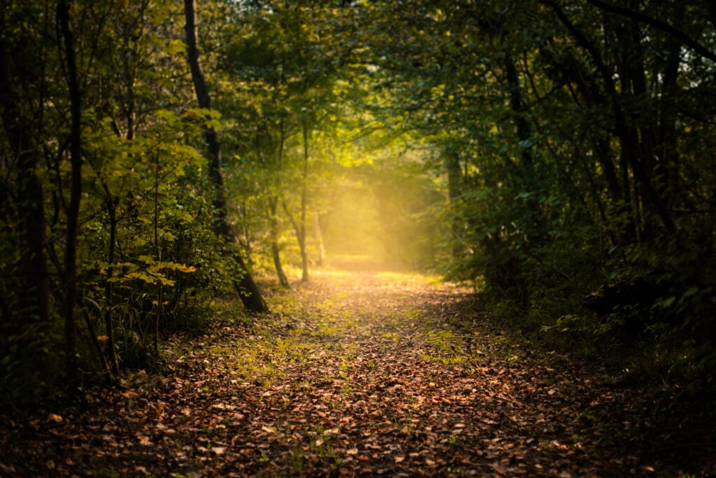 Serene autumn forest path with colorful fallen leaves and sunlight filtering through trees Wallpaper